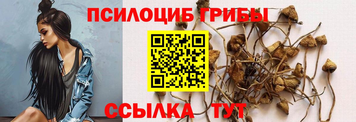 Псилоцибиновые грибы Psilocybine cubensis  Вход с VPN  Губкин  Псилоцибиновые грибы Psilocybe 